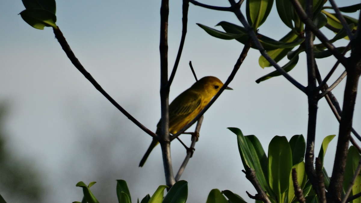 Paruline jaune - ML494909501