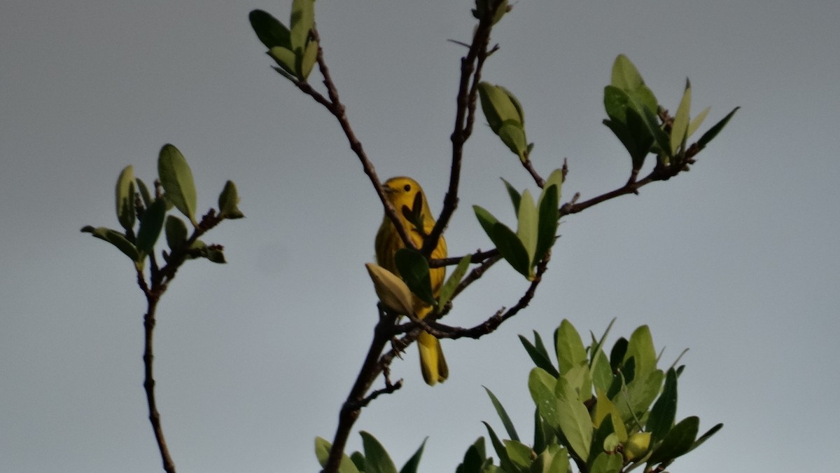 Paruline jaune - ML494909511