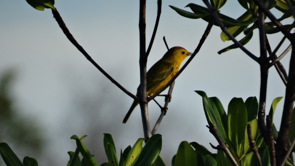 Paruline jaune - ML494909521