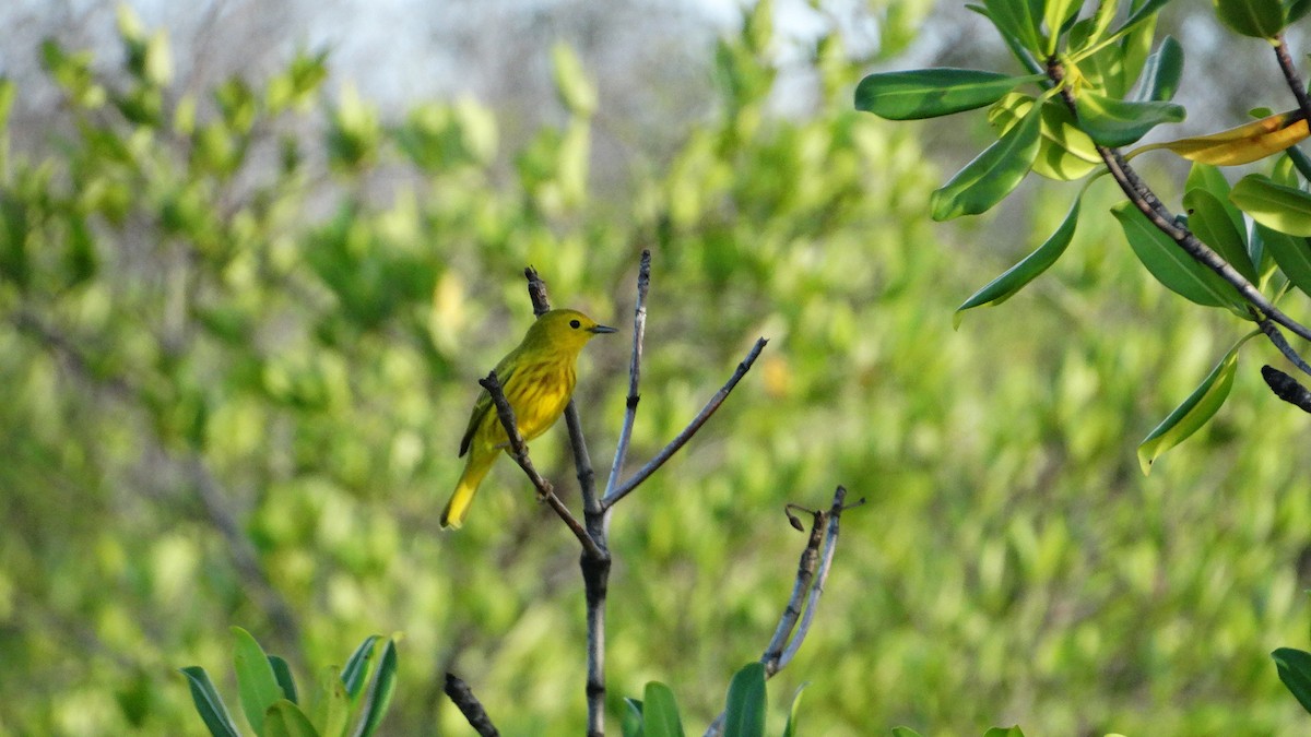 Paruline jaune - ML494909531