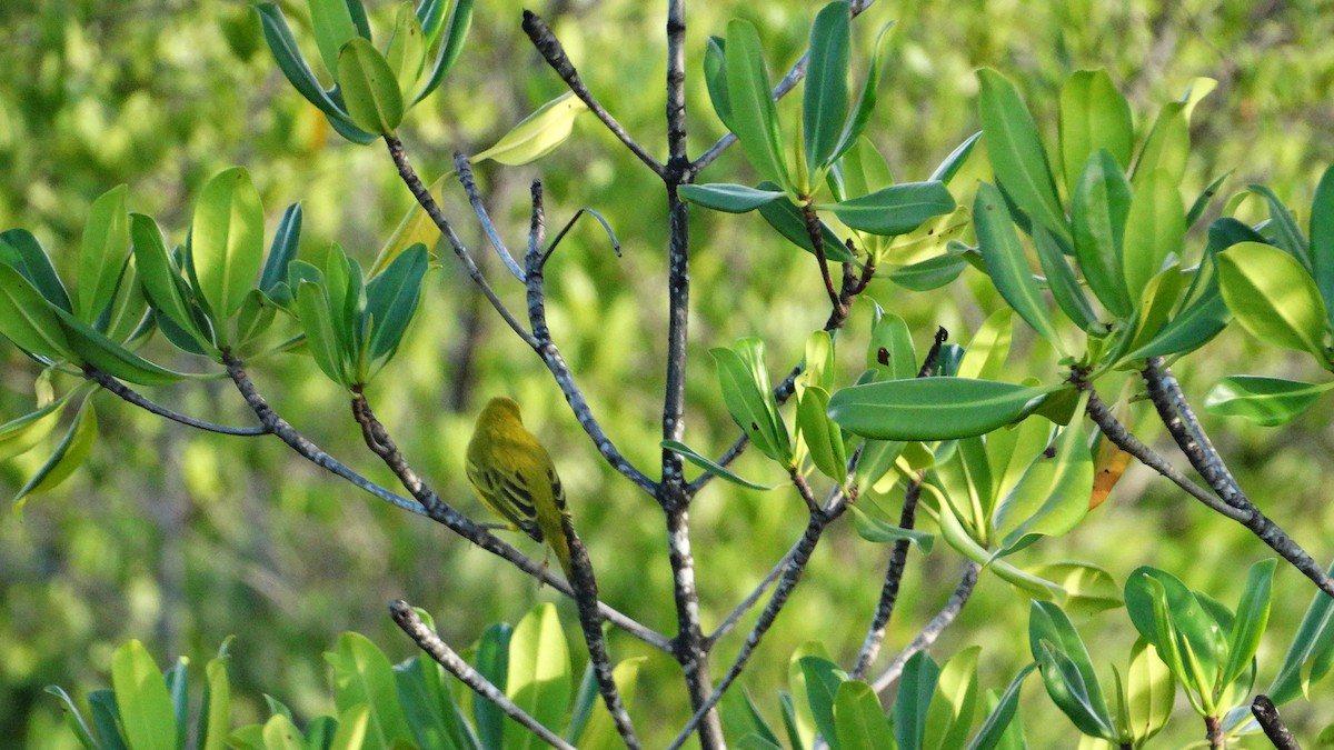 Paruline jaune - ML494909541
