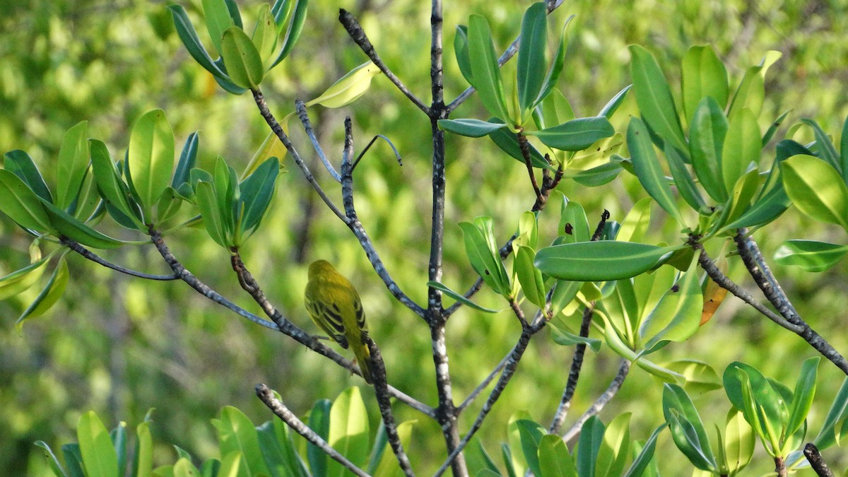 Paruline jaune - ML494909551