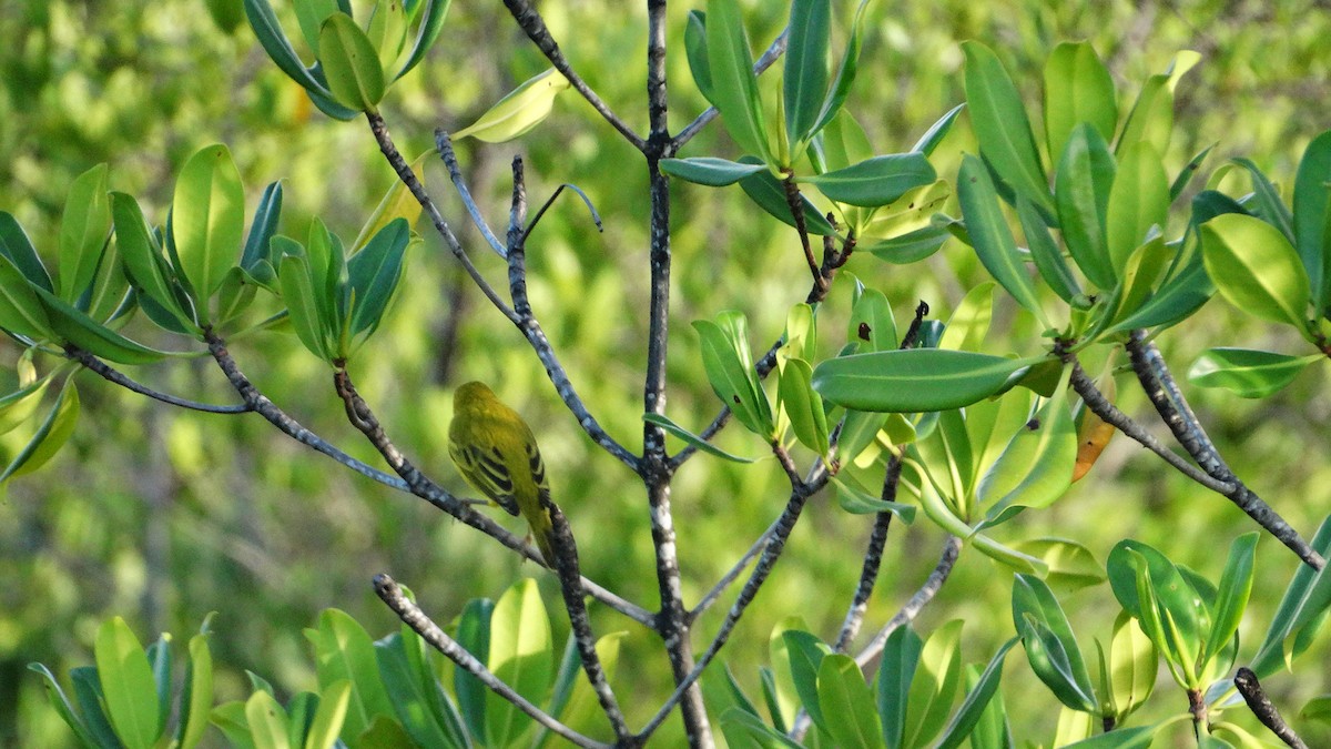Paruline jaune - ML494909561