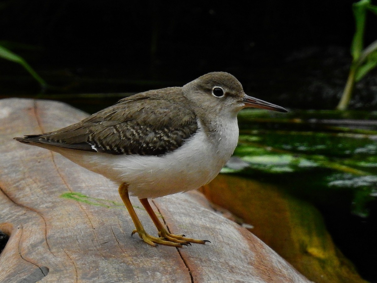 Spotted Sandpiper - Esteban Poveda