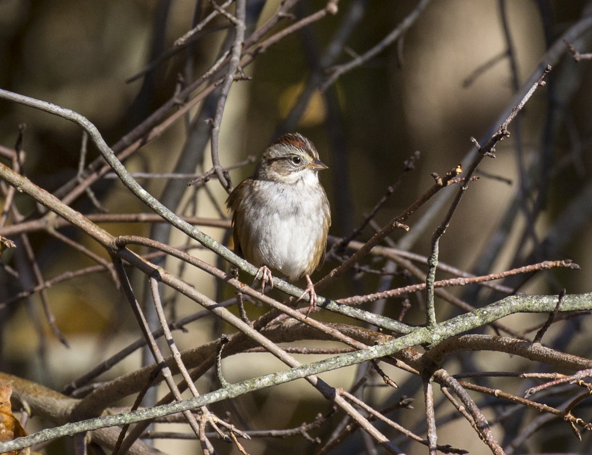 Swamp Sparrow - ML494910851