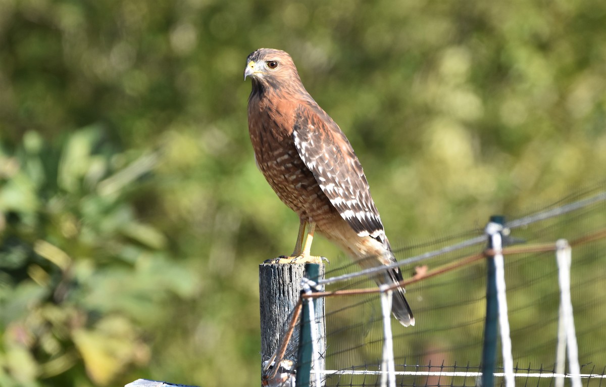 Red-shouldered Hawk - Tricia Vesely