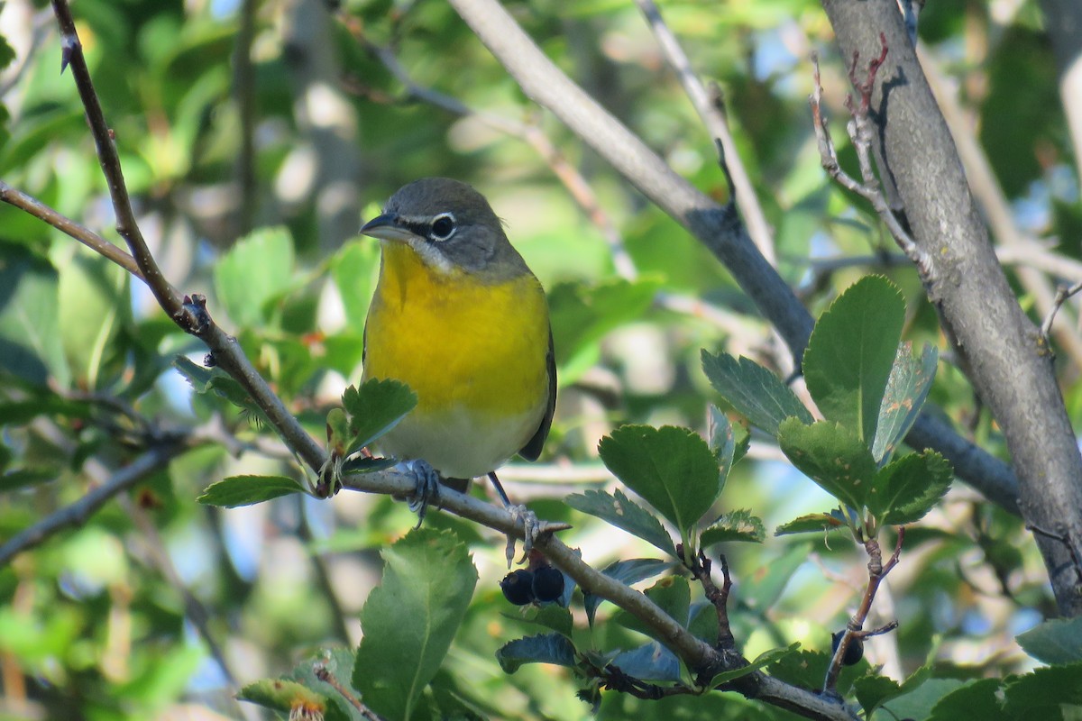 Yellow-breasted Chat - ML494910931