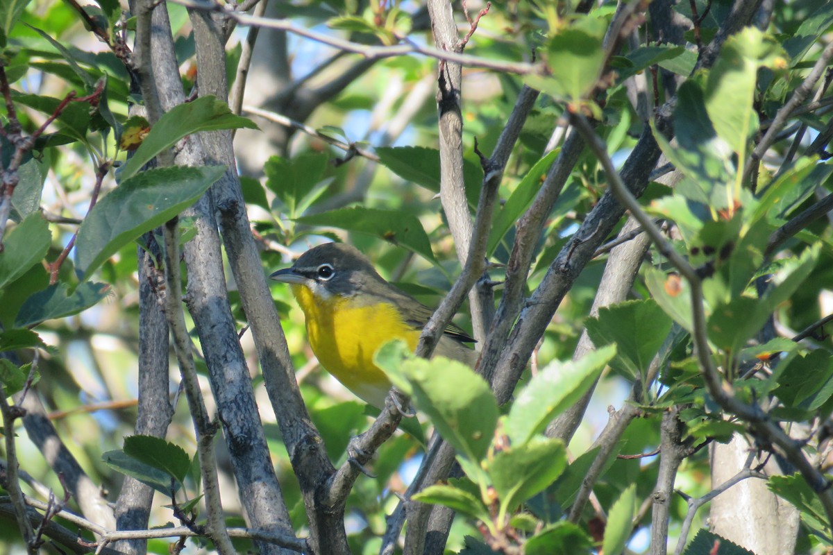 Yellow-breasted Chat - ML494910941