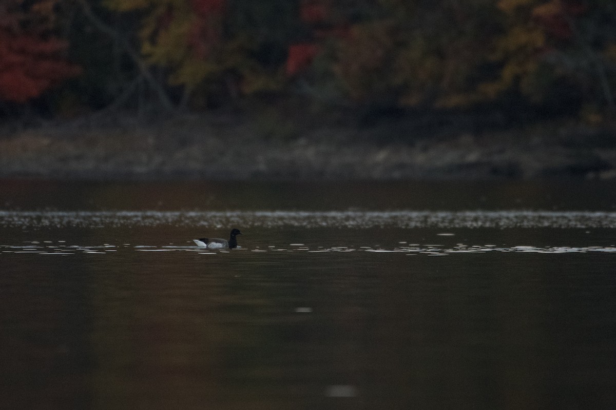 Brant (Atlantic) - ML494910971