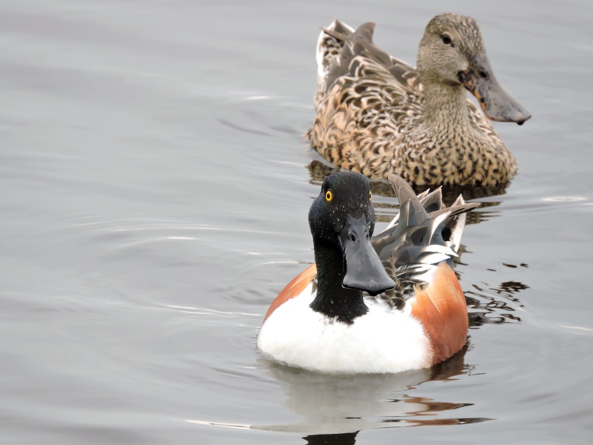 Northern Shoveler - ML49491191