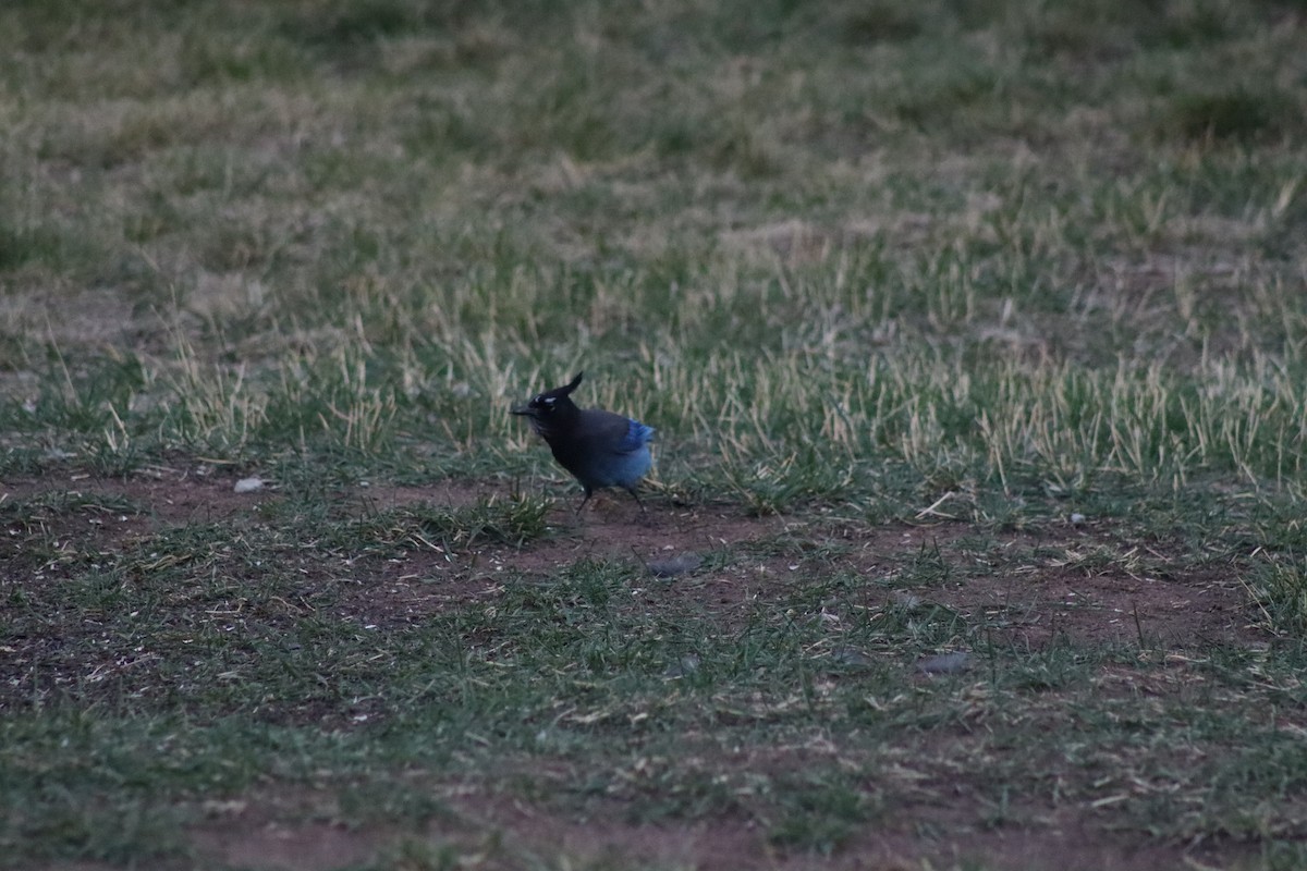 Steller's Jay - Jesse Golden