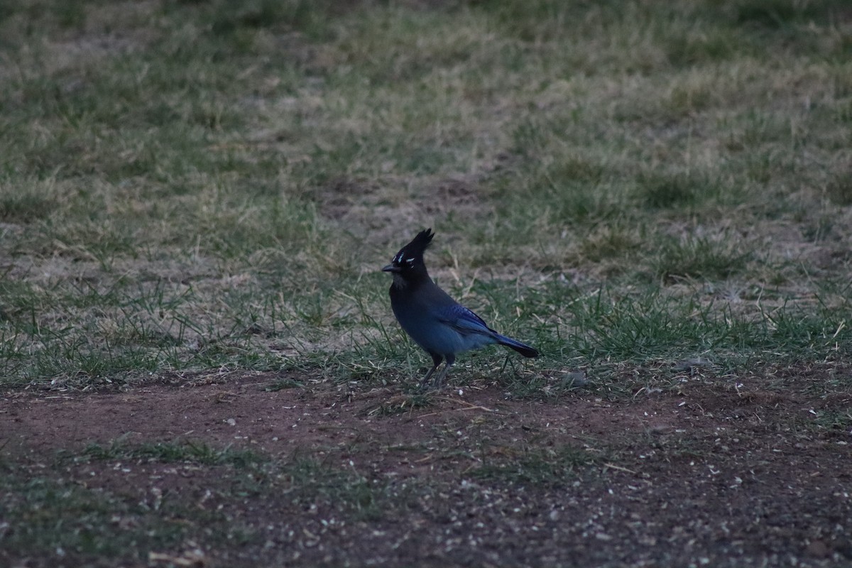 Steller's Jay - ML494912121