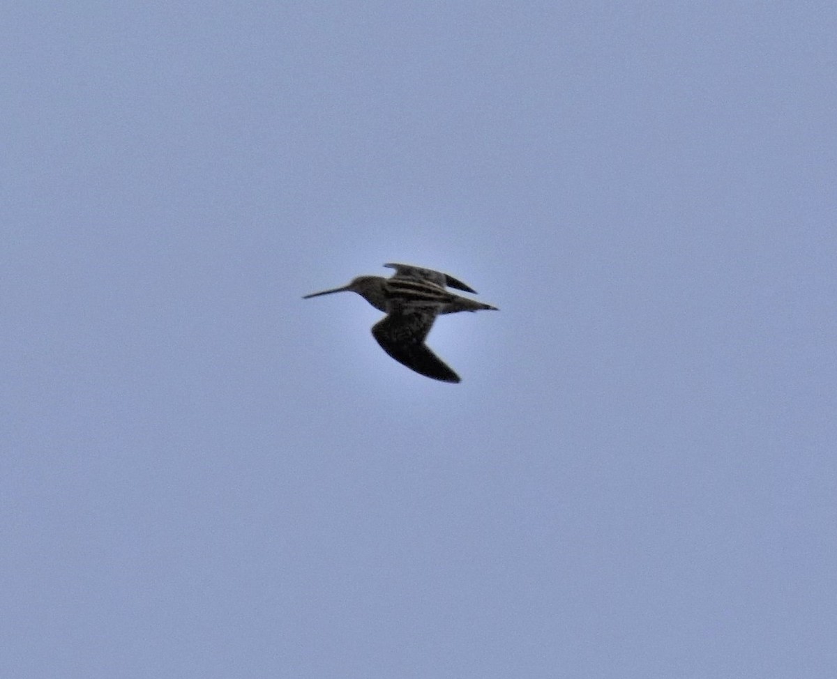 Wilson's Snipe - ML494912661