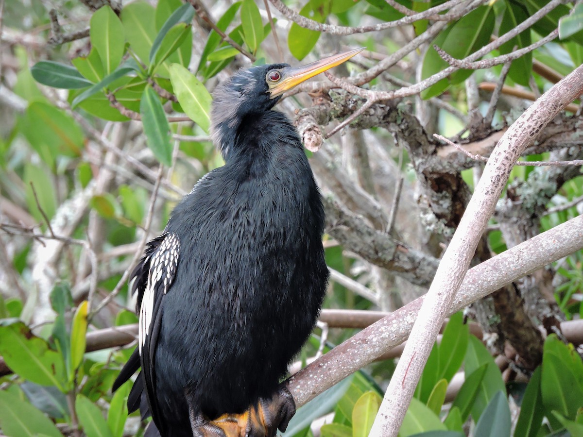 anhinga americká - ML49491271