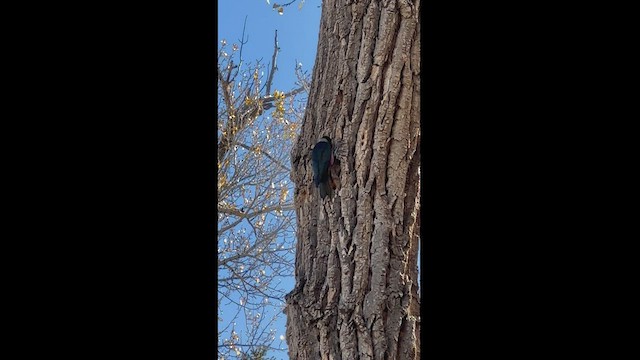 Lewis's Woodpecker - ML494912711