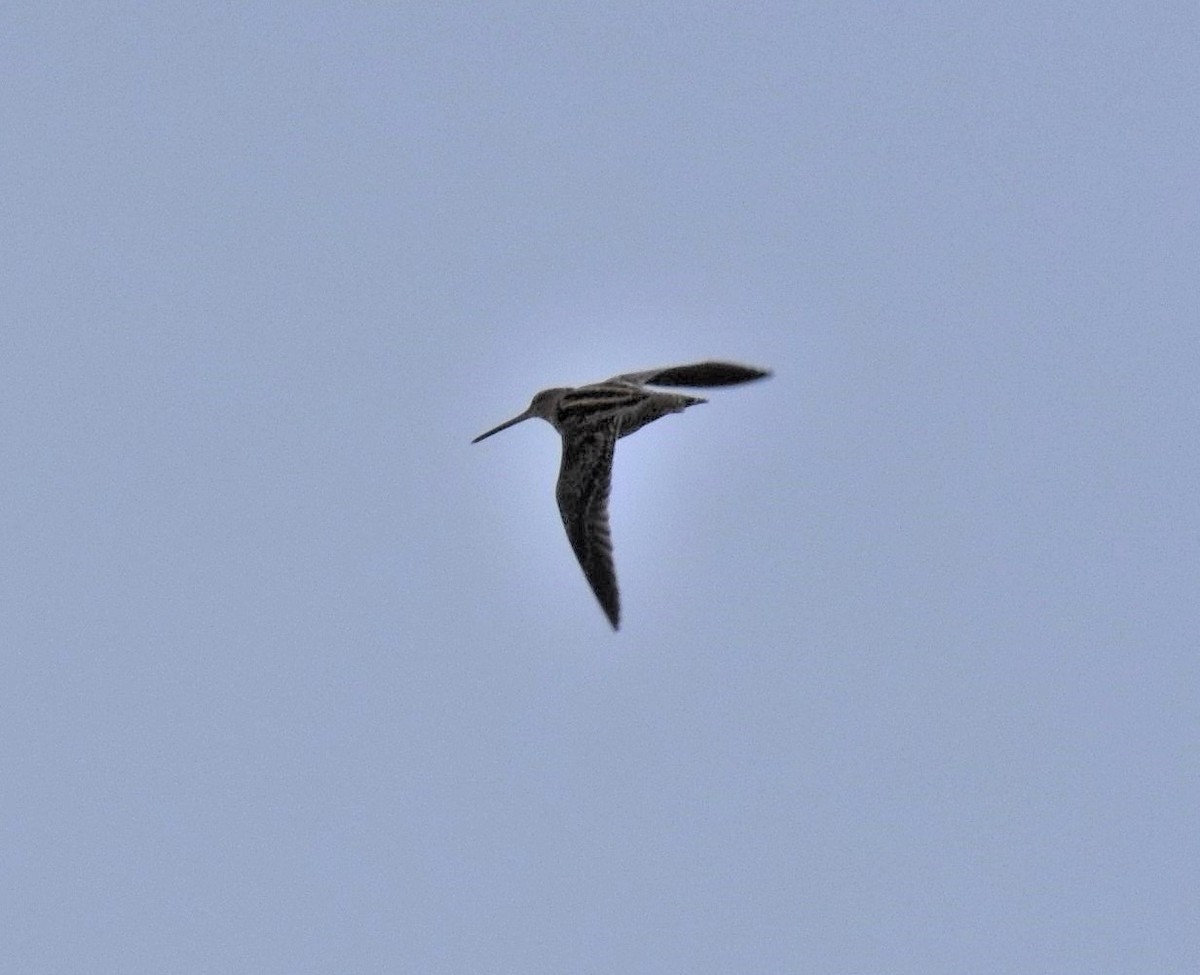 Wilson's Snipe - ML494912801