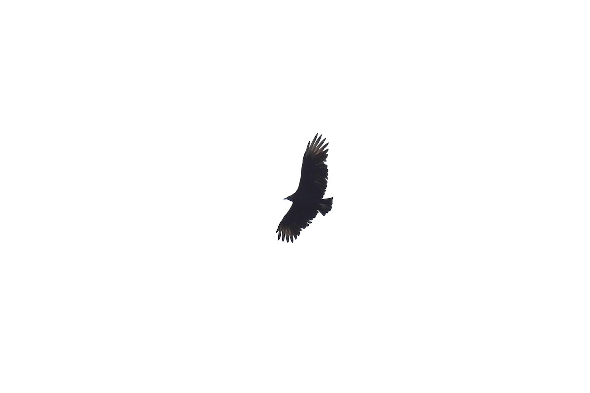 Black Vulture - ML494914271