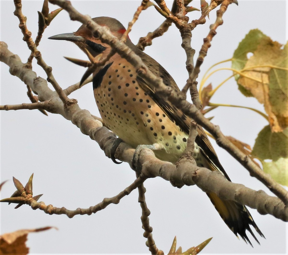 Northern Flicker - ML494914611