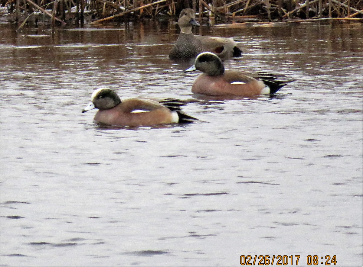 American Wigeon - ML49491501