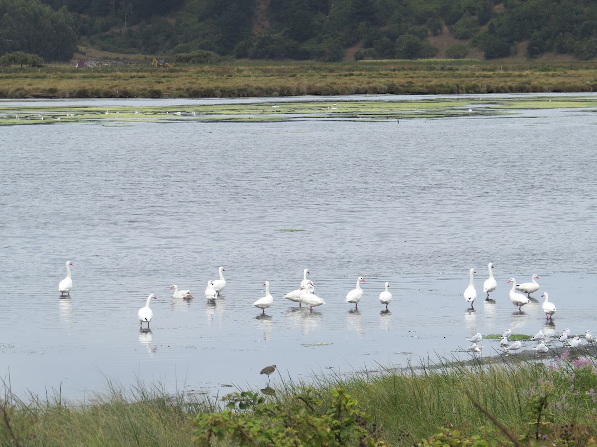 Coscoroba Swan - ML49491551