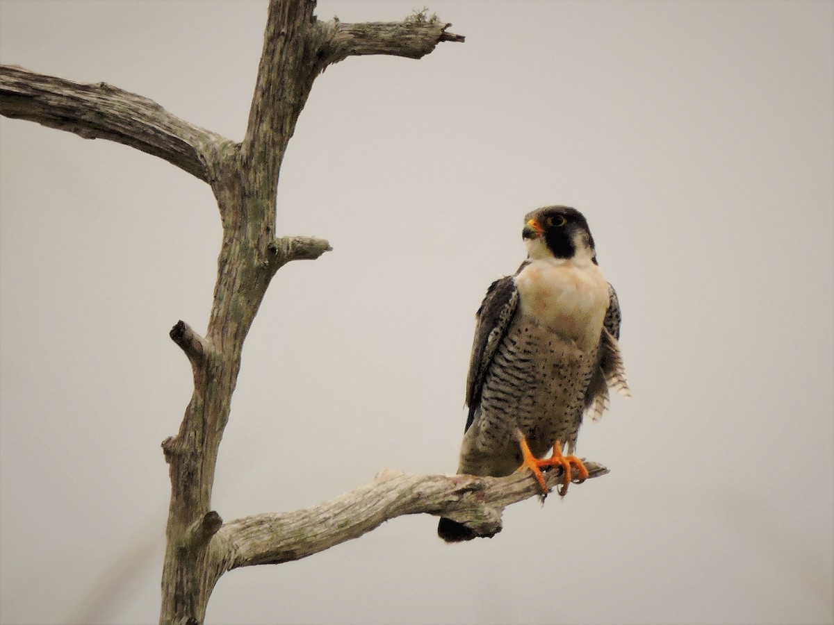 Peregrine Falcon - ML49491581