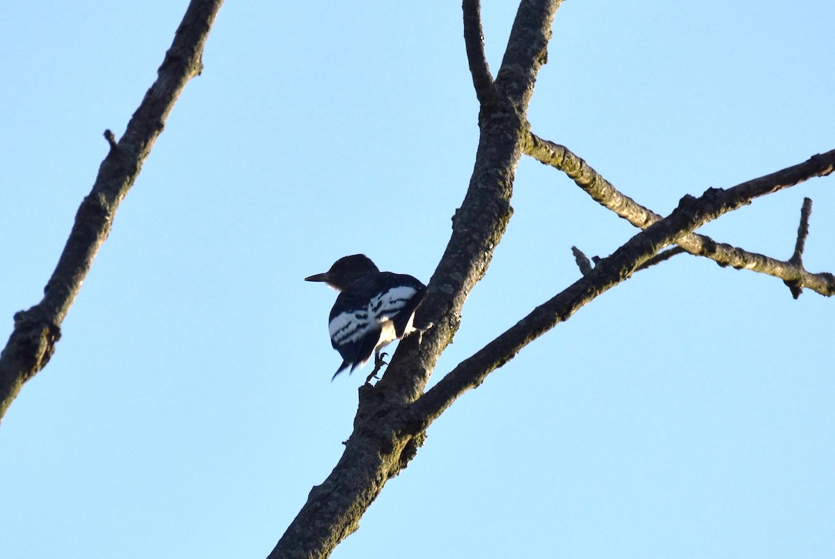 Red-headed Woodpecker - ML494916041