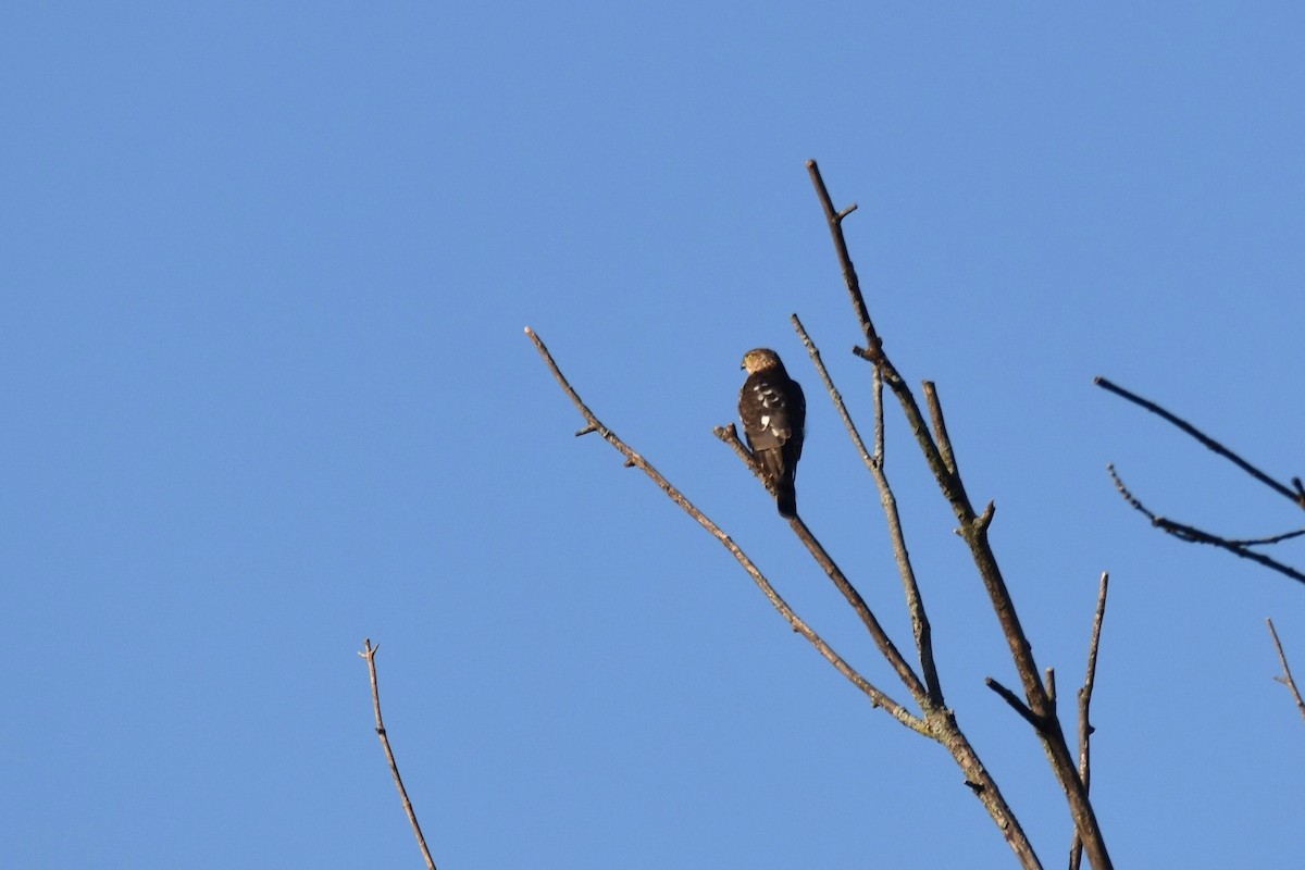 Sharp-shinned Hawk - irina shulgina