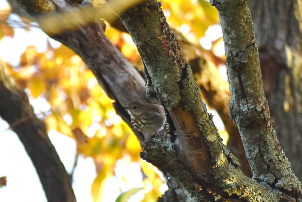 Hermit Thrush - ML494916611