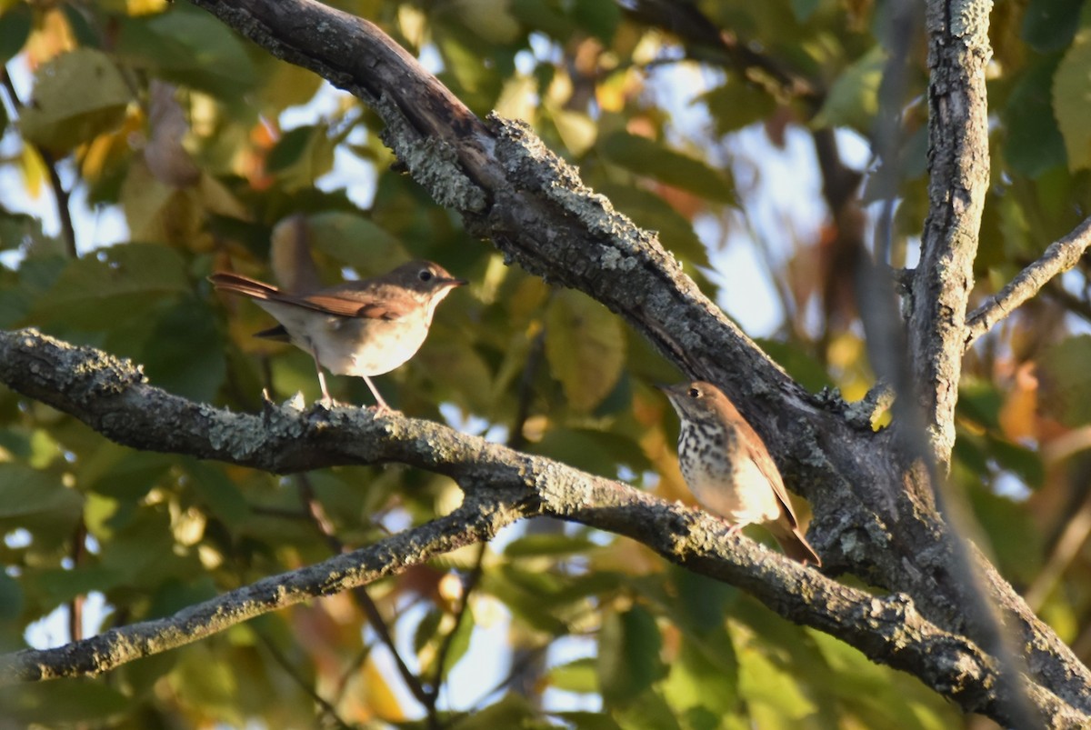 Hermit Thrush - ML494916621