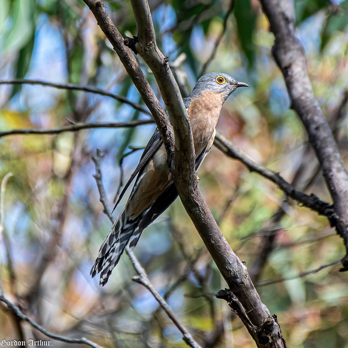 Fan-tailed Cuckoo - ML494917521