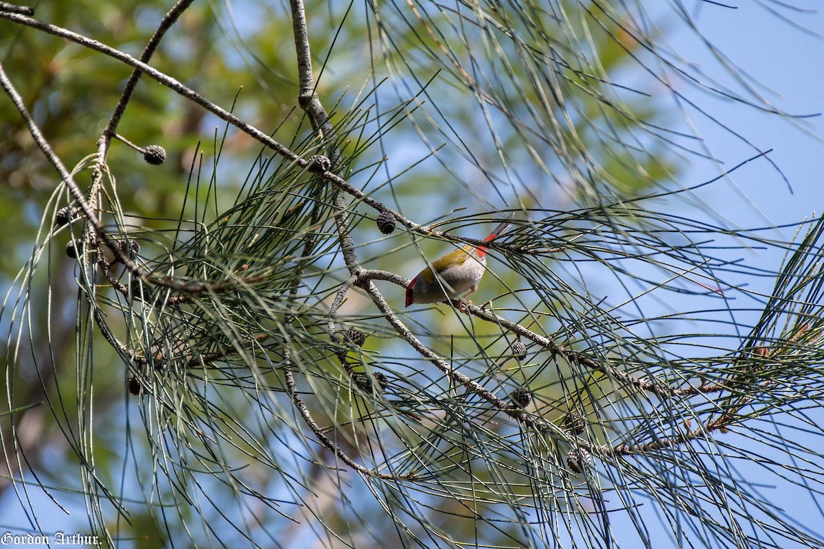 Red-browed Firetail - ML494918421