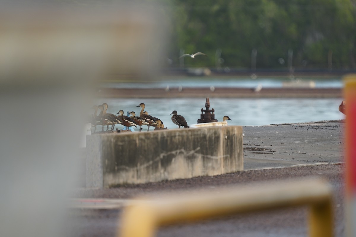 Spotted Whistling-Duck - ML494919361