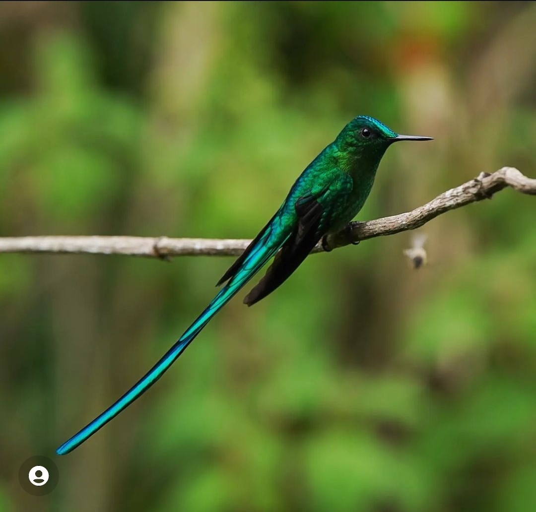 Long-tailed Sylph - ML494920311