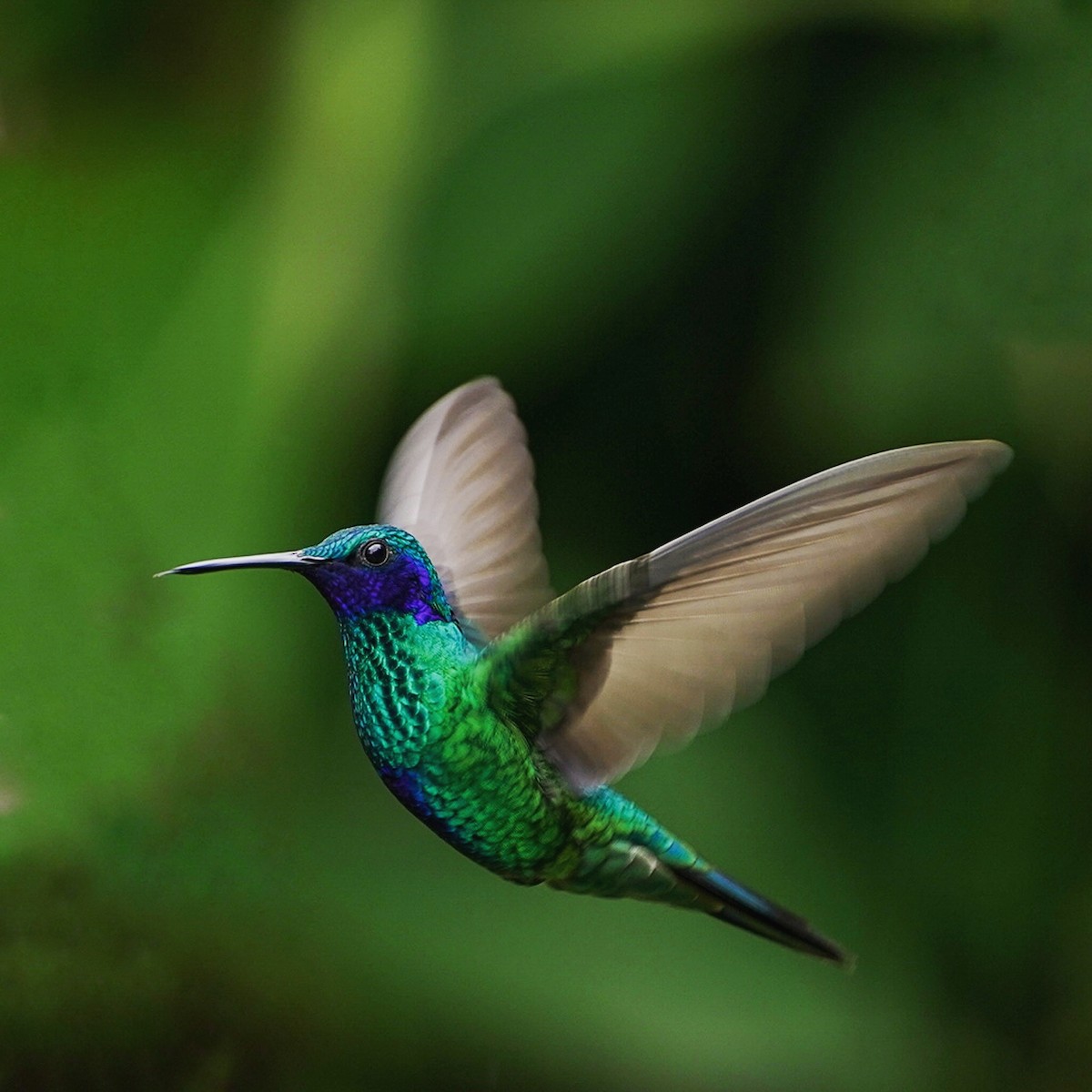 Sparkling Violetear - ML494921041