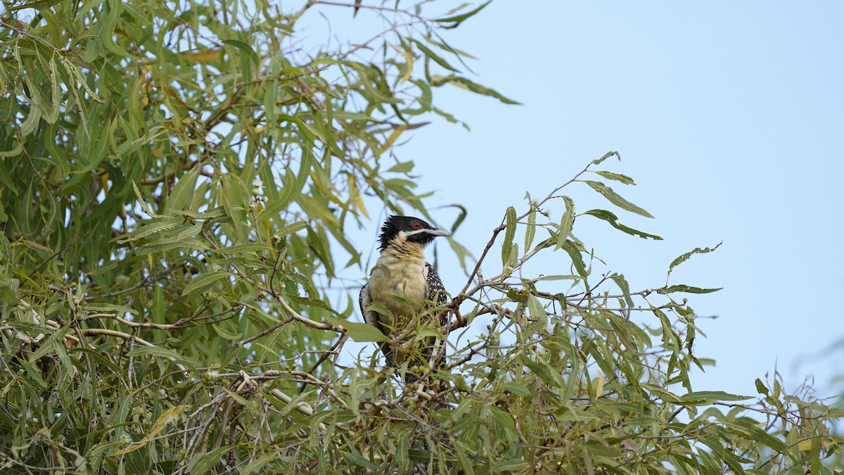 Pacific Koel - Joshua Moody