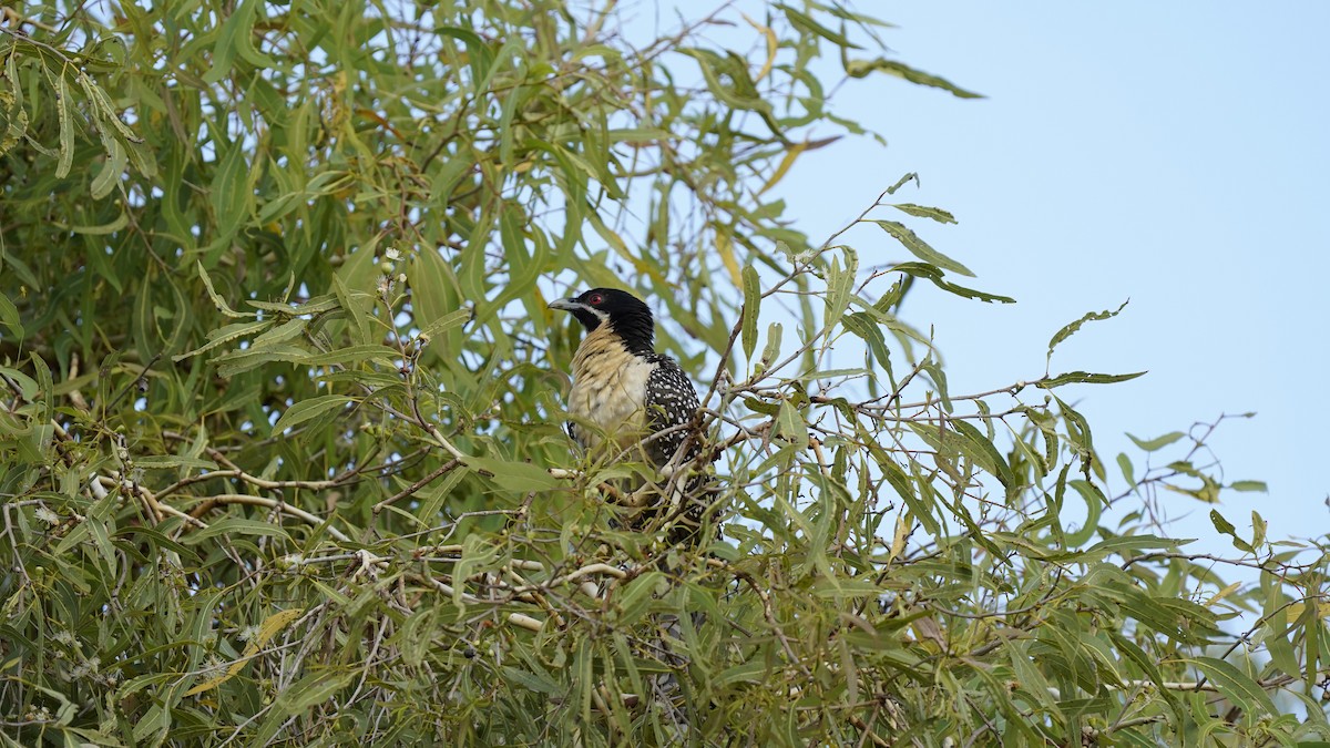 Pacific Koel - ML494921361