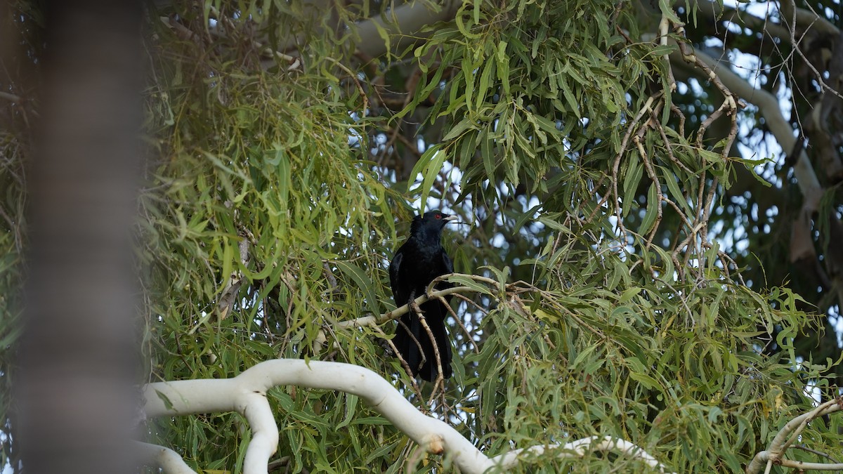 Pacific Koel - ML494921371