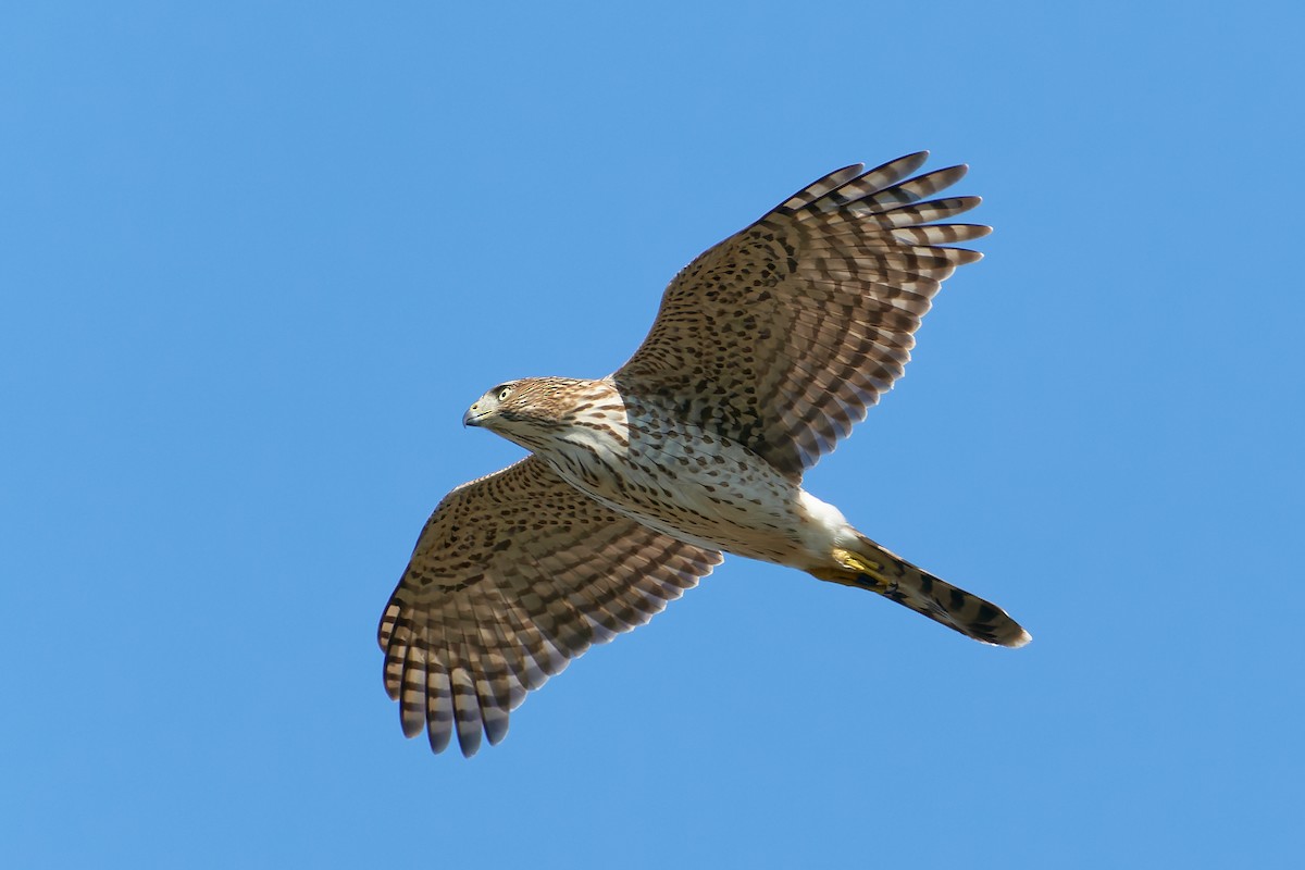 Cooper's Hawk - ML494921681