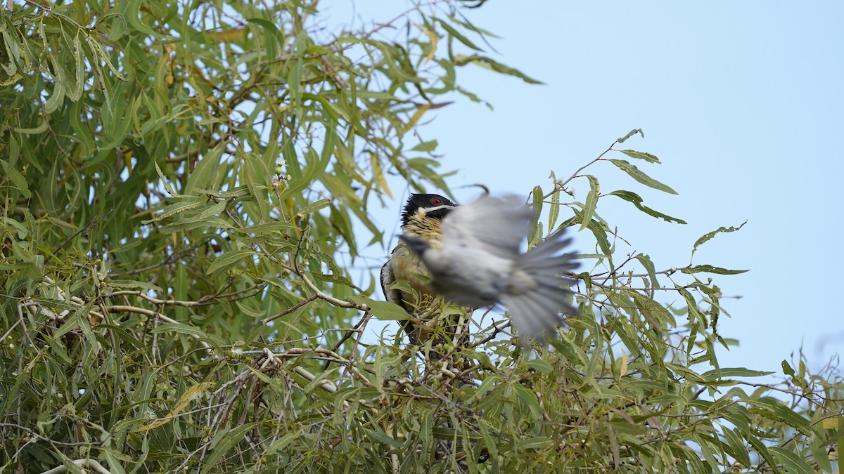 Pacific Koel - ML494921791