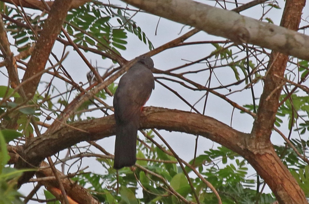 Black-tailed Trogon - ML494922031