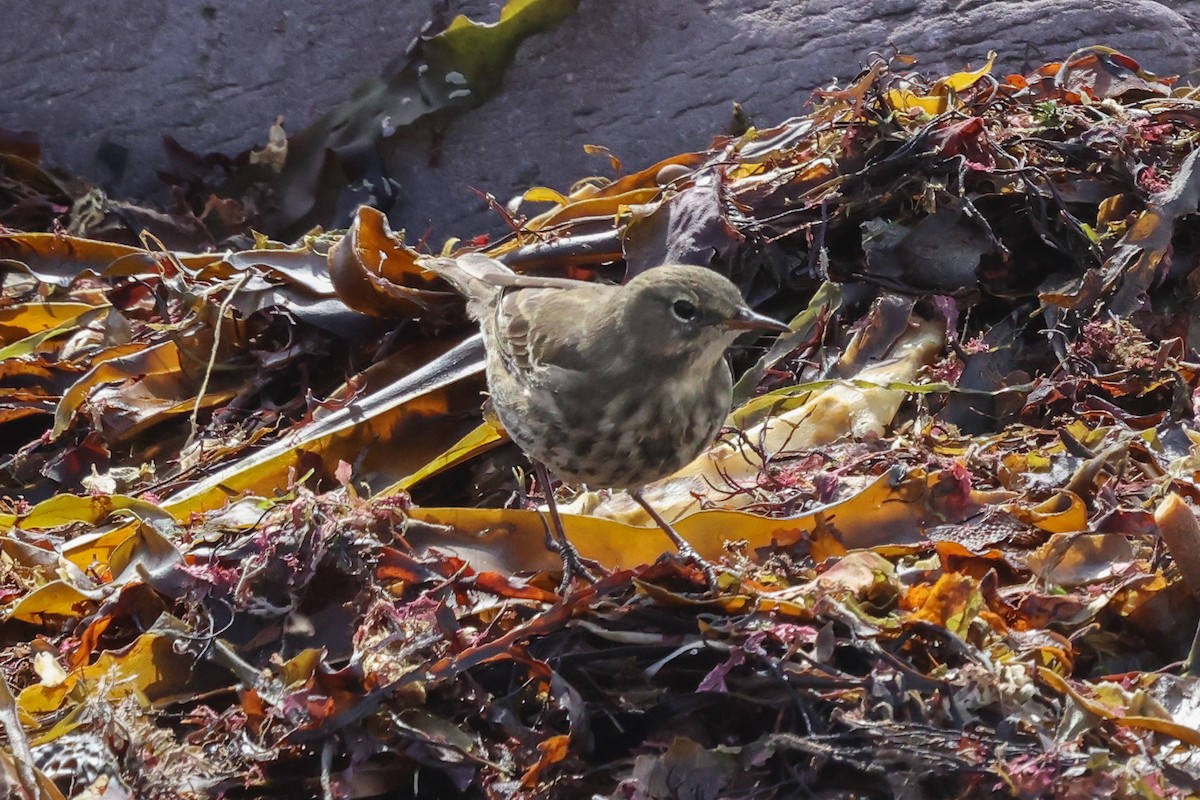 Rock Pipit - Phil Kenny