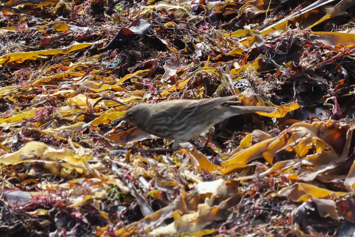 Rock Pipit - Phil Kenny