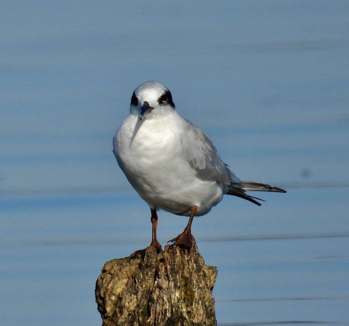 Forster's Tern - ML494922831