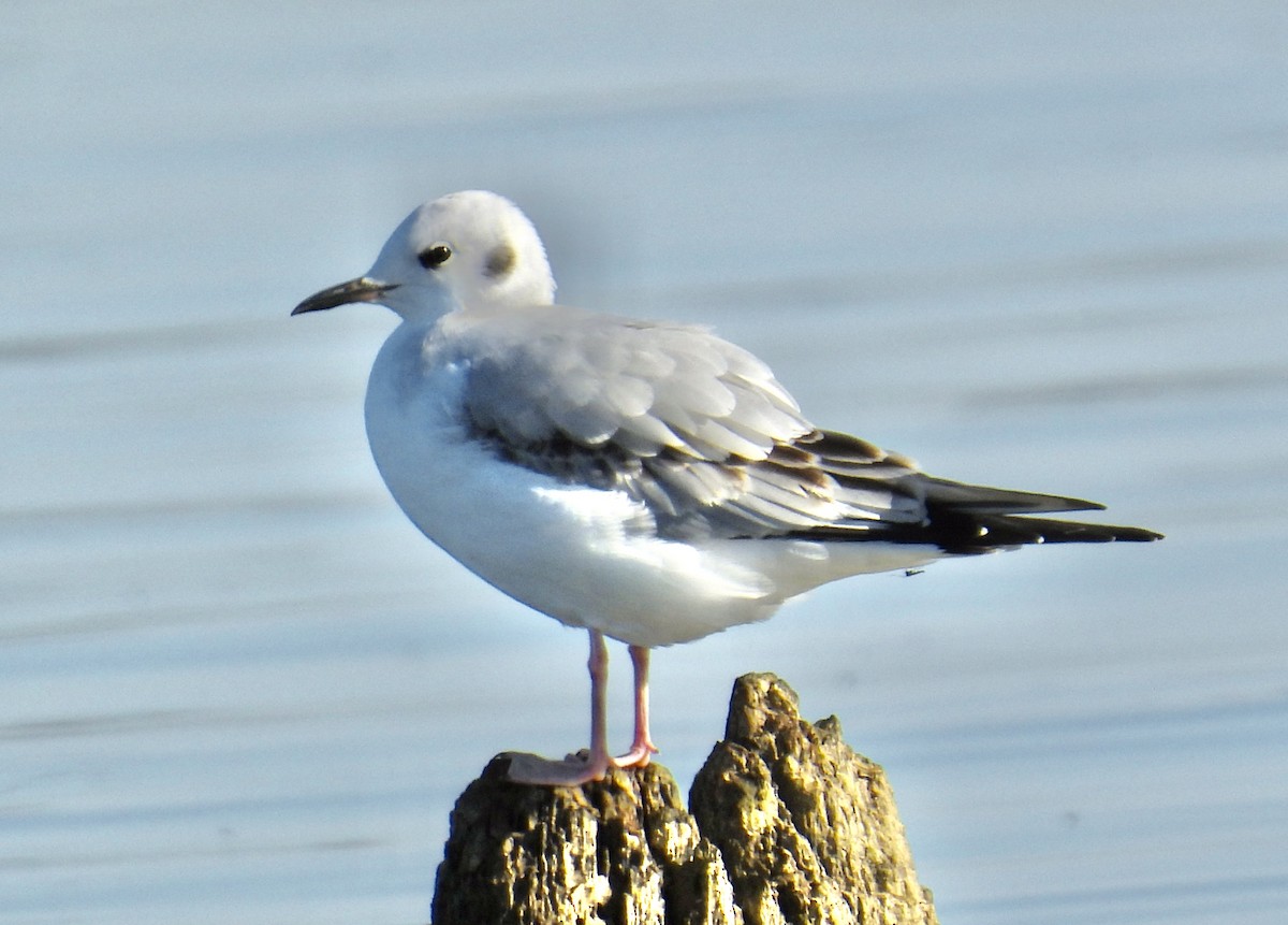 Mouette de Bonaparte - ML494923151