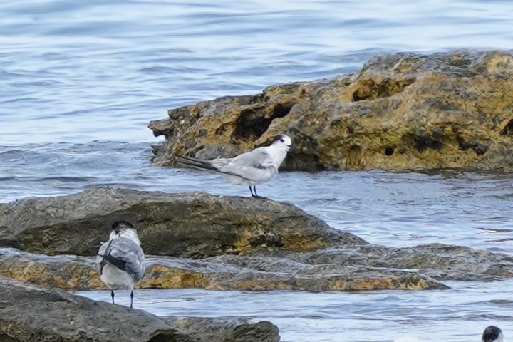 Common Tern - ML494923171