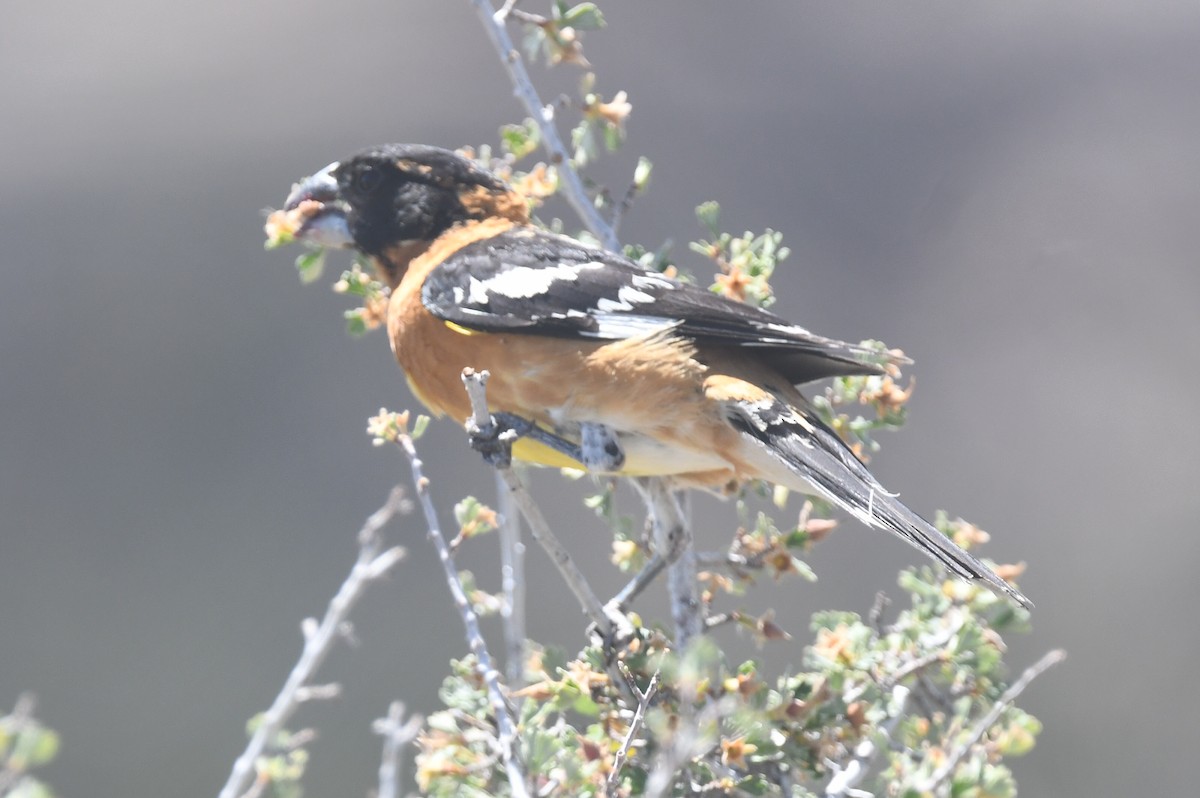 Black-headed Grosbeak - ML494924311