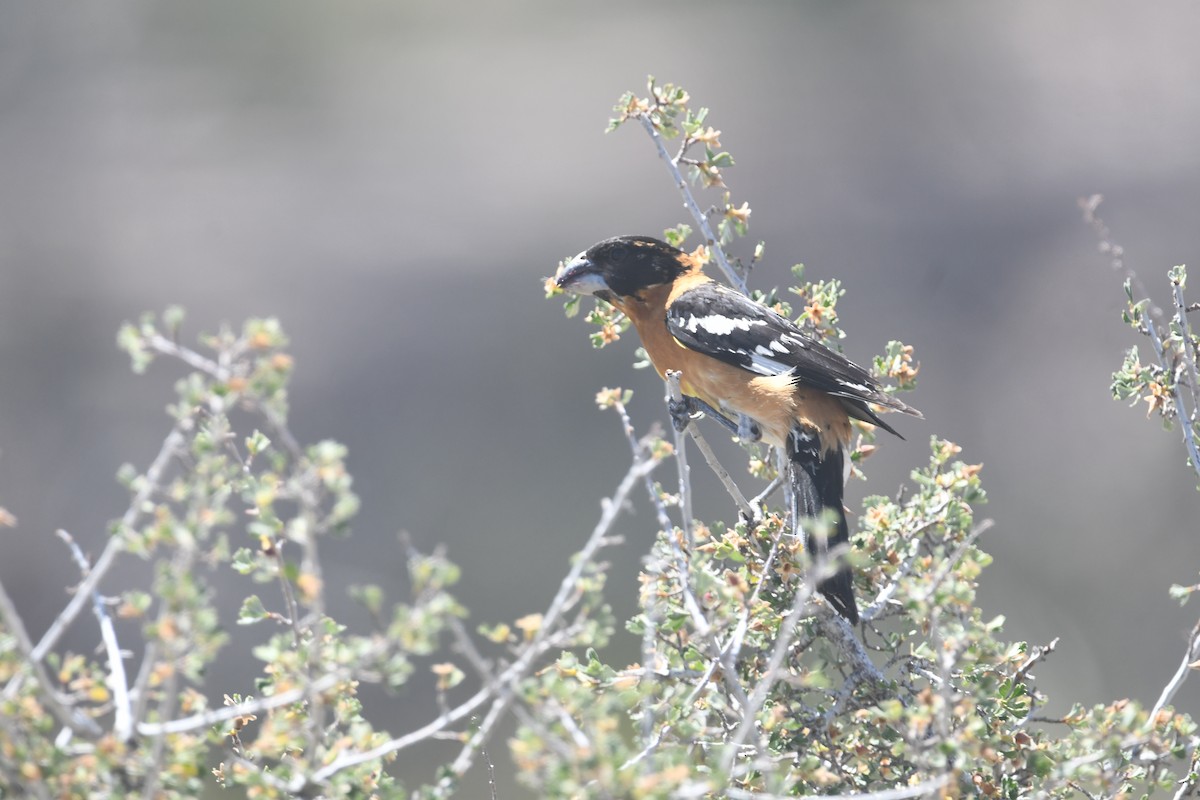 Black-headed Grosbeak - ML494924371