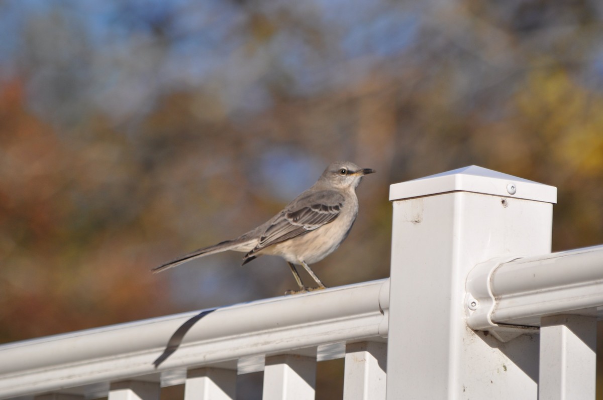 Northern Mockingbird - ML494924811