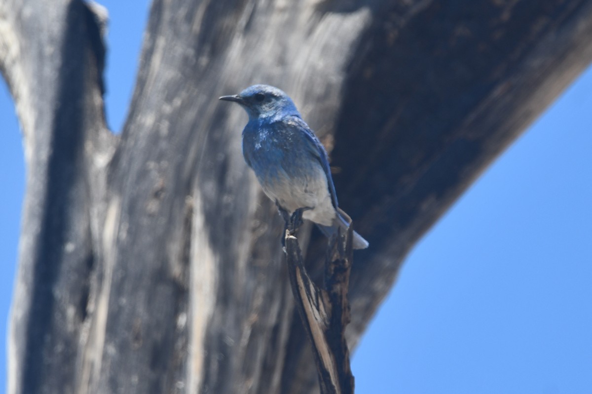 Mountain Bluebird - ML494924981