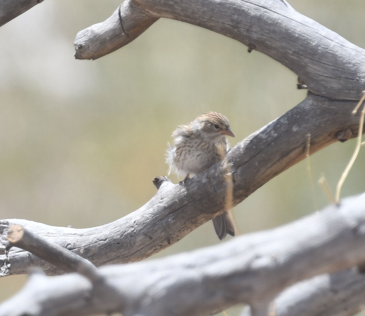 Vesper Sparrow - ML494925631